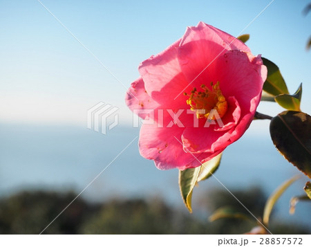 赤いツバキの花　椿 28857572