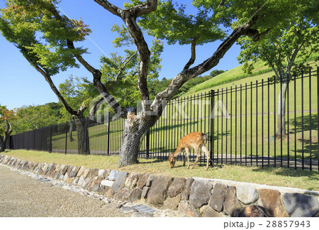 奈良県・若草山 奈良県・若草山 28857943