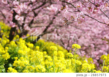菜の花　河津桜 28857973