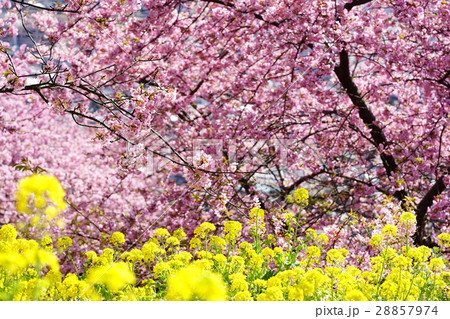 まつだ桜まつり 28857974