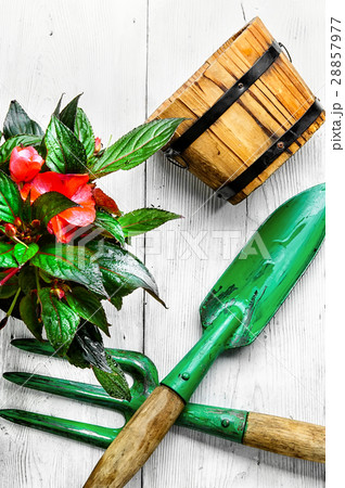 Spring flower and garden tools Spring flower and garden tools 28857977