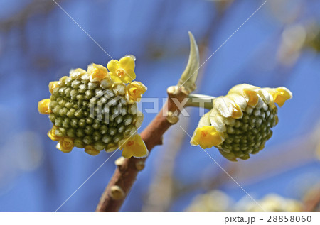 ミツマタの花（2月） 28858060