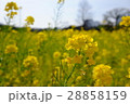 浜離宮の菜の花 28858159