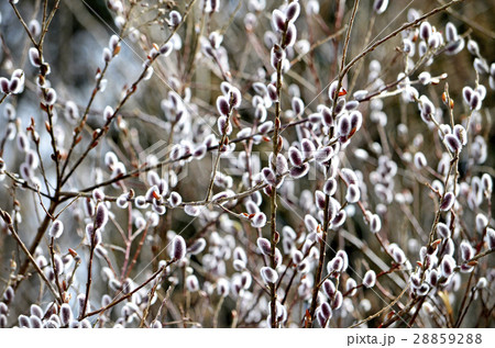 ネコヤナギ（猫柳） 28859288