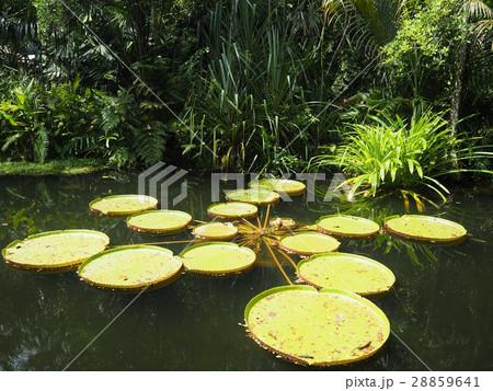 オオオニバス 28859641