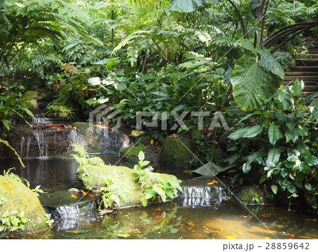 熱帯の庭園 28859642