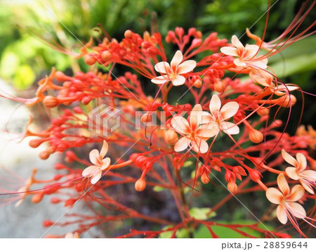 トロピカルフラワー 28859644