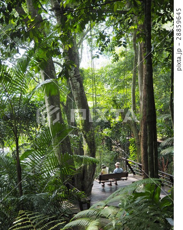 熱帯雨林の巨大ブランコ 28859645