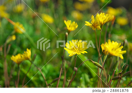 野の花 ジシバリ 野の花 ジシバリ 28861876