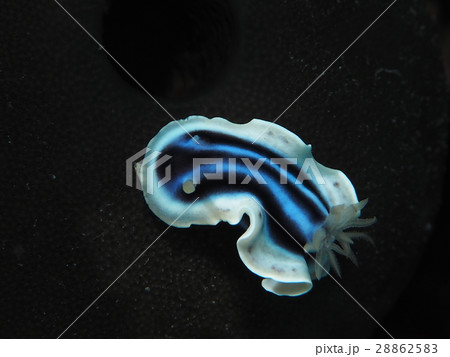 ミゾレウミウシ 28862583