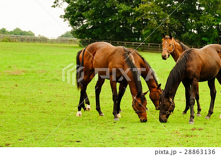 サラブレッド 28863136