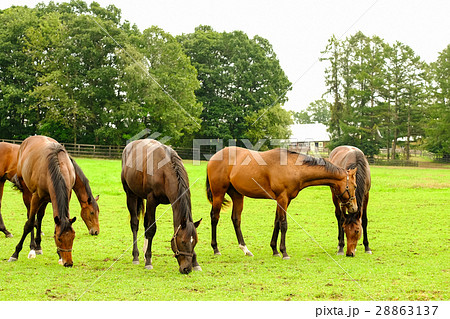 サラブレッド サラブレッド 28863137