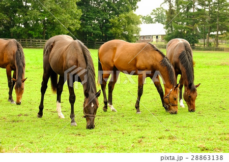 サラブレッド 28863138