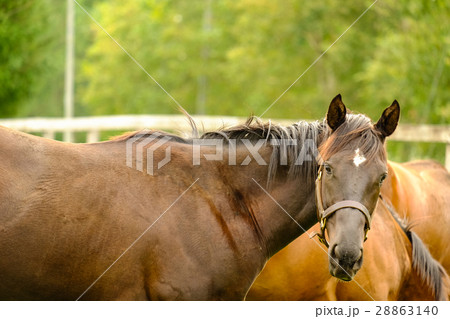 サラブレッド 28863140