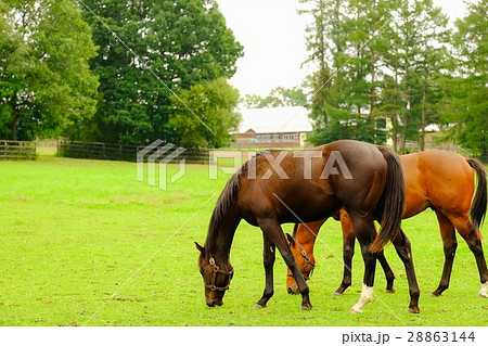 サラブレッド 28863144