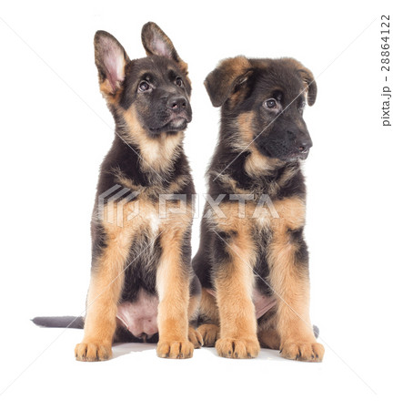 German Shepherd Puppy looking 28864122