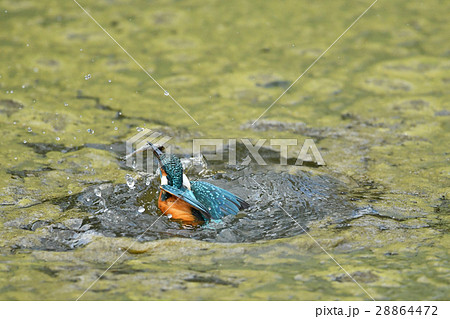 カワセミの捕食 28864472