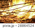 Open flames burning dead branches and weeds 28864524