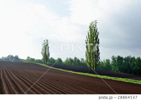 早春の丘 28864537