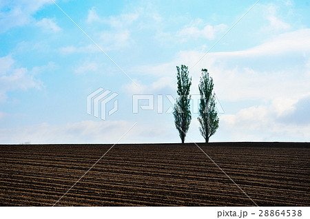 早春の丘 早春の丘 28864538