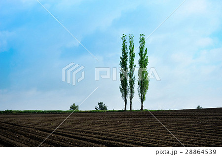 早春の丘 28864539