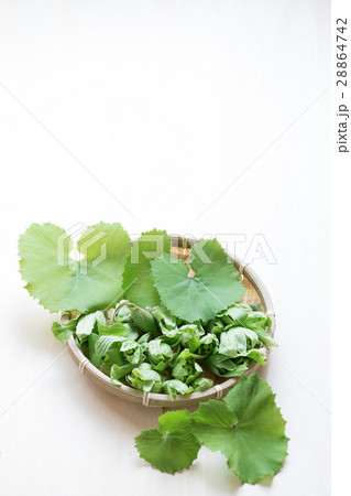 ざるの上の蕗の薹と葉 ざるの上の蕗の薹と葉 28864742