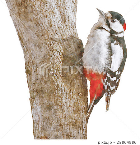 アカゲラ Great Spotted Woodpecker 水彩画 イラストのイラスト素材