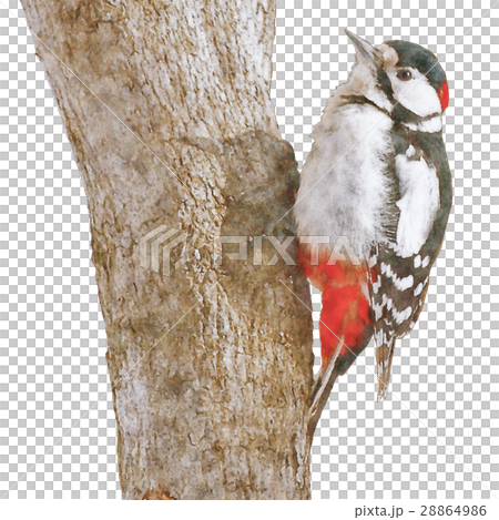 Akagera Great Spotted Woodpecker Watercolor illustration Akagera Great Spotted Woodpecker Watercolor illustration 28864986