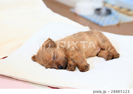 仔犬 生後40日 赤ちゃん 犬の赤ちゃん 仔犬 生後40日 赤ちゃん 犬の赤ちゃん 28865123