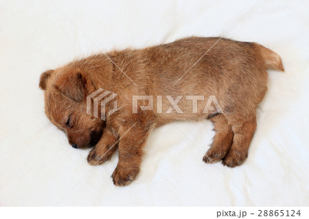仔犬　生後40日　赤ちゃん　犬の赤ちゃん 28865124
