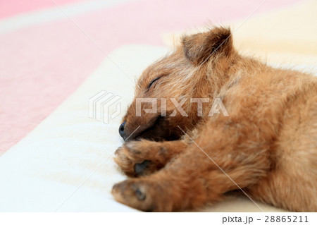 可愛い小型犬の赤ちゃん テリア 小さいの写真素材