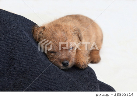 可愛い小型犬の赤ちゃん テリア 小さいの写真素材