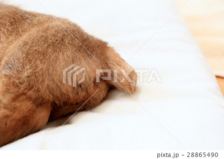 犬の尻尾 シッポ 断尾 切る 犬の尻尾 シッポ 断尾 切る 28865490