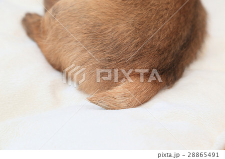 シッポ　犬　茶色い犬　テリア 28865491