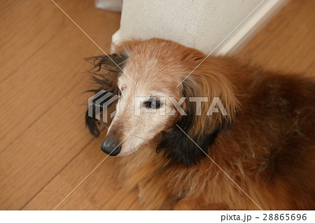 老犬　高齢犬　室内犬 28865696
