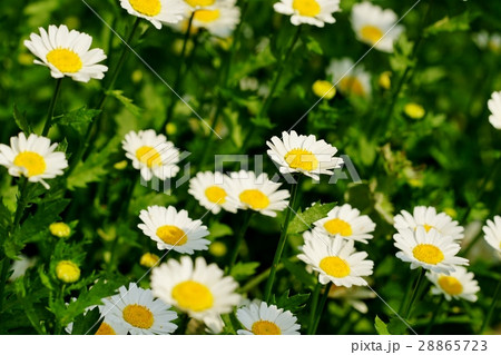 ノースポール 28865723