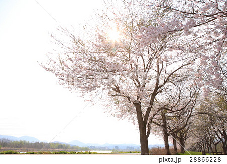 Cherry blossoms in full bloom , 桜 in 秋田, 角館 Cherry blossoms in full bloom , 桜 in 秋田, 角館 28866228