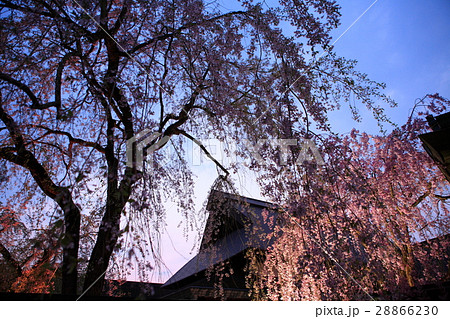 Cherry blossoms in full bloom , 桜 in 秋田, 角館 Cherry blossoms in full bloom , 桜 in 秋田, 角館 28866230