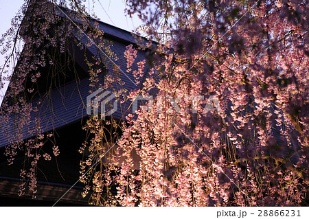 Cherry blossoms in full bloom , 桜 in 秋田, 角館 Cherry blossoms in full bloom , 桜 in 秋田, 角館 28866231