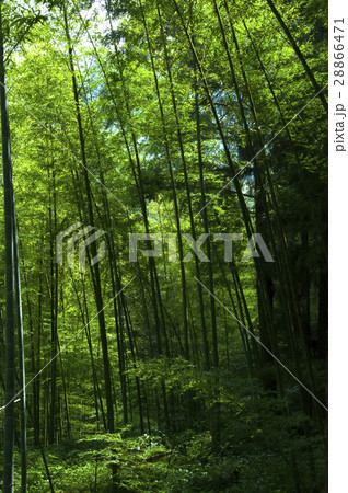 竹藪 竹薮 タケヤブ 28866471