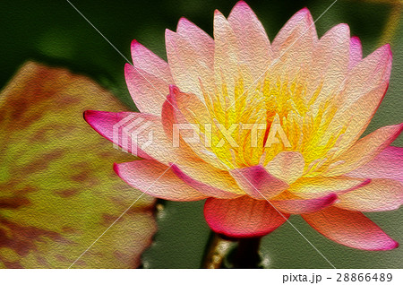ハス スイレン 蓮 28866489
