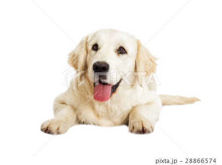 dog looking 28866574