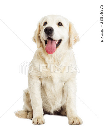 dog looking 28866575