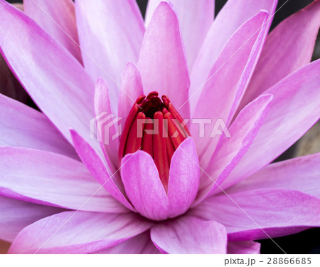 blooming lotus blossom background 28866685
