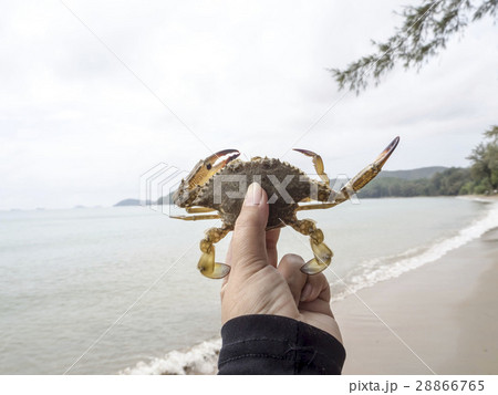 Crab released back into the sea Crab released back into the sea 28866765