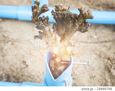 Corals grow in order to maintain ecosystem Corals grow in order to maintain ecosystem 28866766