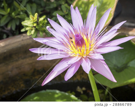 lotus blossom blooming on the pond lotus blossom blooming on the pond 28866789