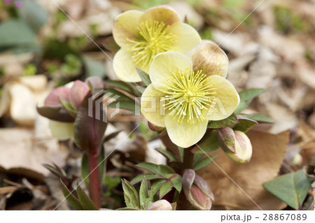 早春のクリスマスローズ 28867089