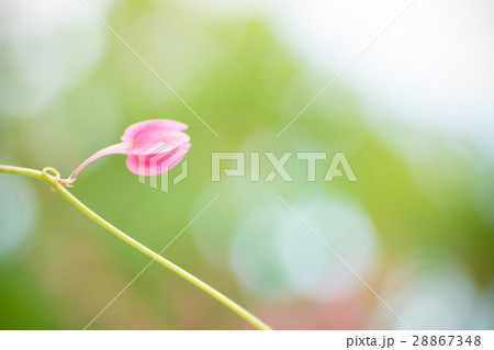 Coral vine plant with blur background Coral vine plant with blur background 28867348