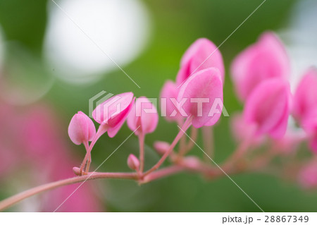 Coral vine plant with blur background 28867349